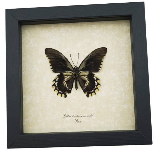 Framed Battus streckerianus Male Verso Rare Gothic Butterfly Taxidermy Display