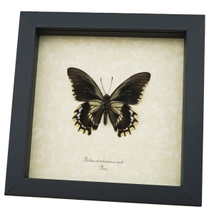 Framed Battus streckerianus Male Verso Rare Gothic Butterfly Taxidermy Display