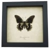 Framed Battus streckerianus Male Verso Rare Gothic Butterfly Taxidermy Display