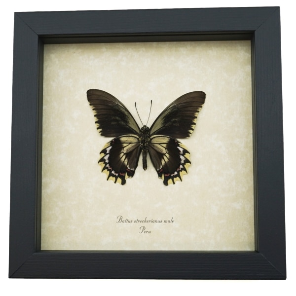Framed Battus streckerianus Male Verso Rare Gothic Butterfly Taxidermy Display