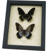 Battus streckerianus Pair Rare Framed Gothic Butterflies Taxidermy Display