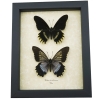 Battus streckerianus Pair Rare Framed Gothic Butterflies Taxidermy Display