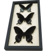 Black Gothic Butterfly Collection Giant Framed Swallowtail Butterflies