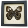Caligo martia verso Rare Owl Mimic Butterfly Feather Markings Framed Taxidermy Display