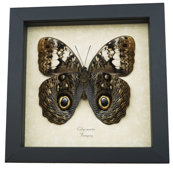 Caligo martia verso Rare Owl Mimic Butterfly Feather Markings Framed Taxidermy Display