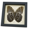Framed Owl Mimic Butterfly Caligo placidianus Framed Taxidermy Display