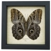 Framed Owl Mimic Butterfly Caligo placidianus Framed Taxidermy Display