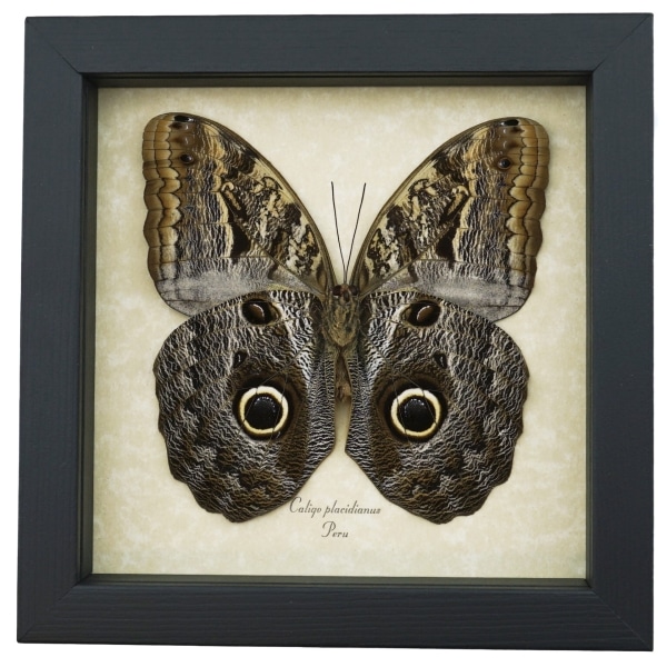 Framed Owl Mimic Butterfly Caligo placidianus Framed Taxidermy Display