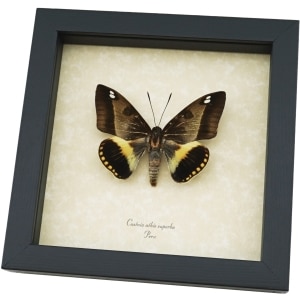 Castnia athis superba Silkmoth Moth Framed Taxidermy Display ooak