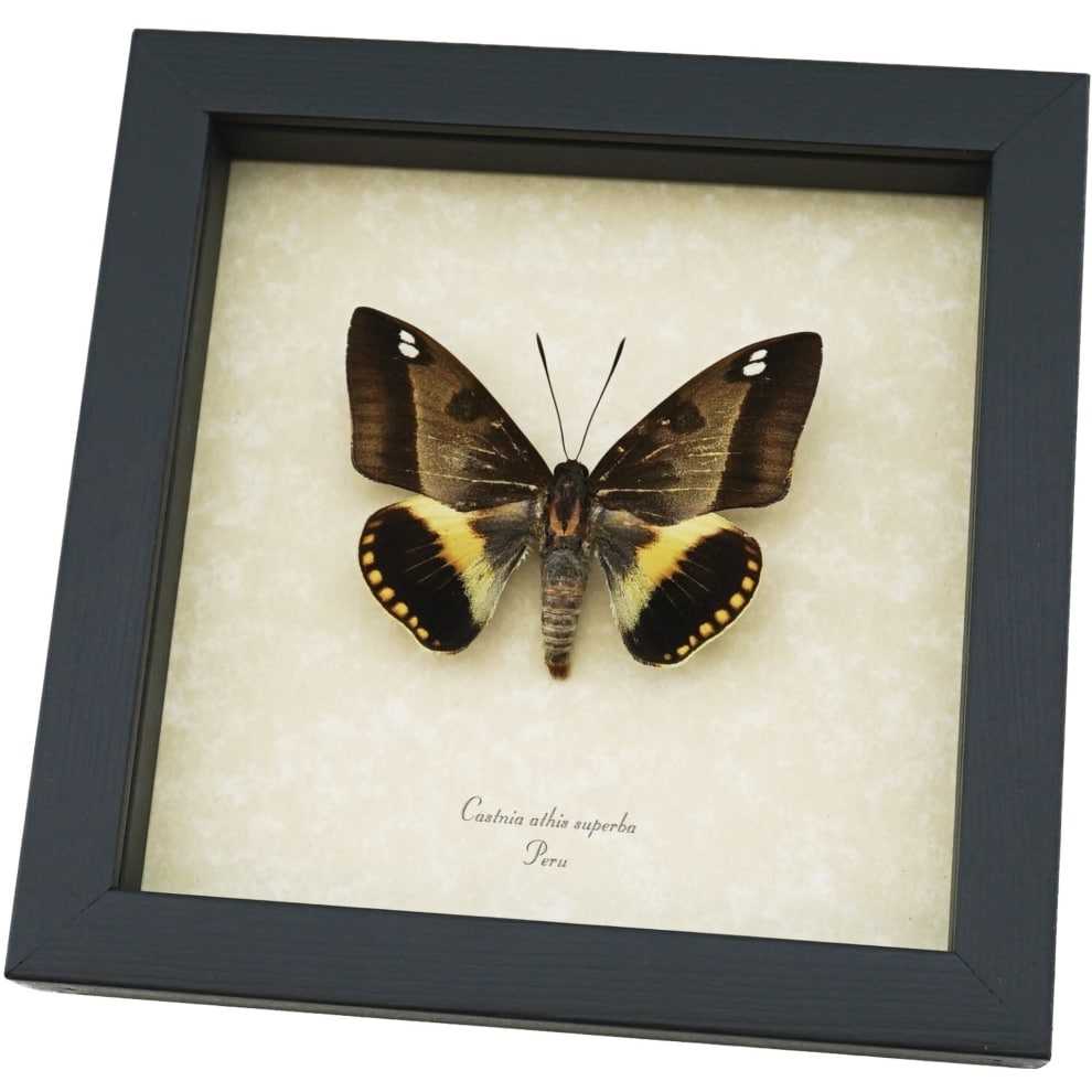 Castnia athis superba Silkmoth Moth Framed Taxidermy Display ooak