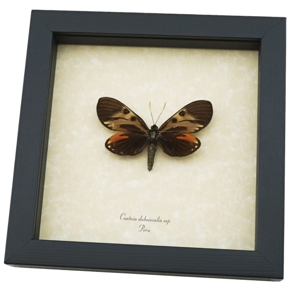 Castnia duboisvalia ssp Rare Silkmoth Moth Butterfly Mimic Framed Taxidermy ooak
