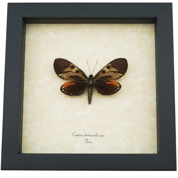 Castnia duboisvalia ssp Rare Silkmoth Moth Butterfly Mimic Framed Taxidermy ooak