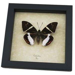Castnia licus Rare Silkmoth Moth Framed Taxidermy Display ooak