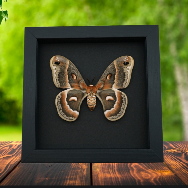 Hyalophora cecropia Female Moth Real Framed Taxidermy Moonlight Display