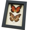 Cethosia biblis Pair Red Lacewing Butterflies Framed Butterfly Taxidermy Display