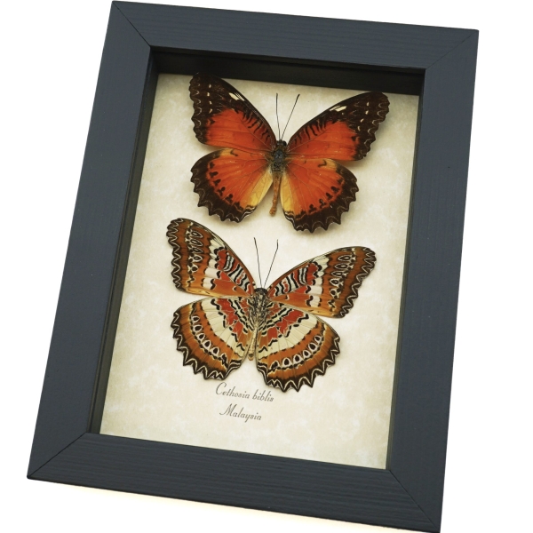 Cethosia biblis Pair Red Lacewing Butterflies Framed Butterfly Taxidermy Display