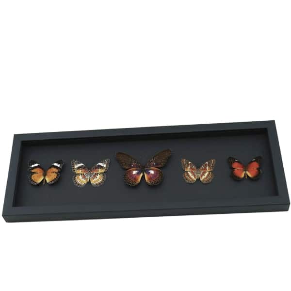 Cethosia Set Leopard Lacewing Butterflies Framed Butterfly Taxidermy Moonlight Display