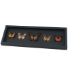Cethosia Set Leopard Lacewing Butterflies Framed Butterfly Taxidermy Moonlight Display