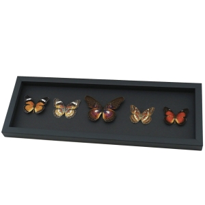 Cethosia Set Leopard Lacewing Butterflies Framed Butterfly Taxidermy Moonlight Display