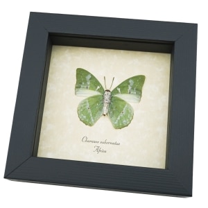 Charaxes subornatus African Butterfly Ornate Green Charaxes Framed Taxidermy Display