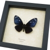 Chilasa paradoxa Purple Framed Butterfly Great Blue Mime Framed Taxidermy Display