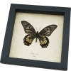 Black Gothic Skull Butterfly Chilasa veiovis verso Framed Taxidermy Display