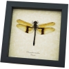 Rare Golden Dragonfly Chlorogomphus magnificus 4 inch Wingspan Framed Taxidermy Display