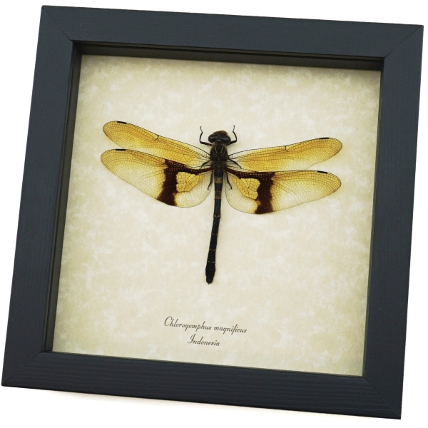 Rare Golden Dragonfly Chlorogomphus magnificus 4 inch Wingspan Framed Taxidermy Display