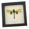 Rare Golden Dragonfly Chlorogomphus magnificus 4 inch Wingspan Framed Taxidermy Display