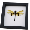 Rare Golden Dragonfly Chlorogomphus magnificus 4 inch Wingspan Framed Taxidermy Classic Black Display