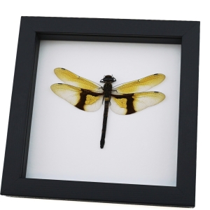 Rare Golden Dragonfly Chlorogomphus magnificus 4 inch Wingspan Framed Taxidermy Classic Black Display