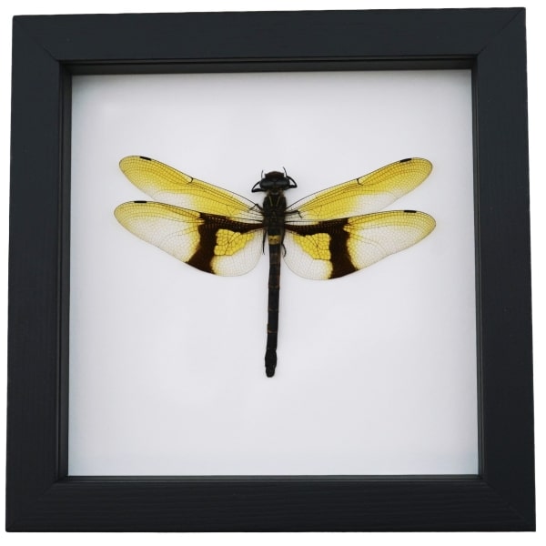 Rare Golden Dragonfly Chlorogomphus magnificus 4 inch Wingspan Framed Taxidermy Classic Black Display