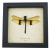 Rare Golden Dragonfly Chlorogomphus magnificus 4 inch Wingspan Framed Taxidermy Display