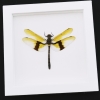 Rare Golden Dragonfly Chlorogomphus magnificus 4 inch Wingspan Framed Taxidermy Vibrant White Display