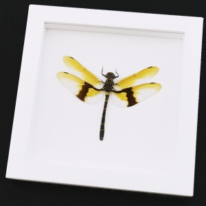 Rare Golden Dragonfly Chlorogomphus magnificus 4 inch Wingspan Framed Taxidermy Vibrant White Display