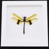 Rare Golden Dragonfly Chlorogomphus magnificus 4 inch Wingspan Framed Taxidermy Vibrant White Display
