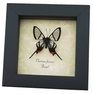 Chorinea faunus Long Tailed Glasswing Swallowtail Framed Butterfly