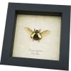 Gold Scarab Flying Jewel Beetle Framed Chrysina resplendens Costa Rica Insect