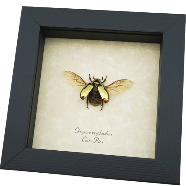 Gold Scarab Flying Jewel Beetle Framed Chrysina resplendens Costa Rica Insect