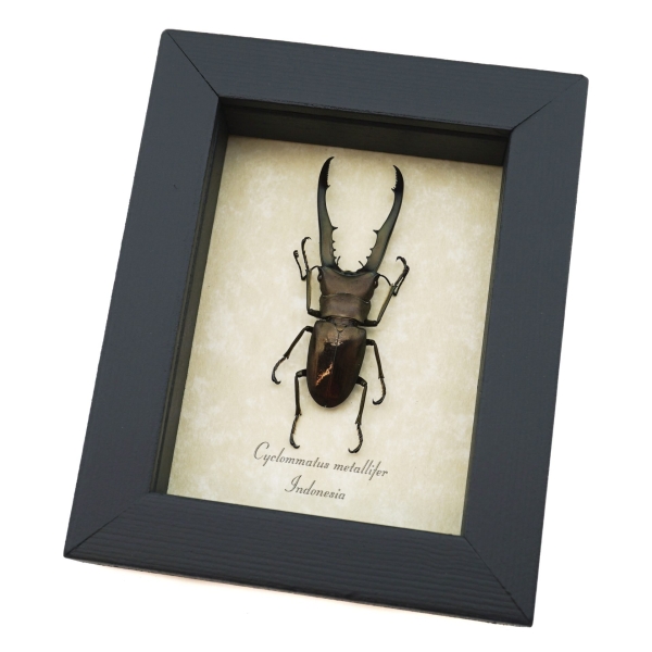 Cyclommatus metallifer 52mm Framed Bronze Stag Beetle Taxidermy Display