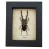 Cyclommatus metallifer 52mm Framed Bronze Stag Beetle Taxidermy Display