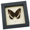 Cynitia iapis iapis Female Butterfly Horsfield's Baron Framed Taxidermy Display