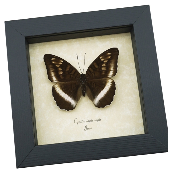 Cynitia iapis iapis Female Butterfly Horsfield's Baron Framed Taxidermy Display