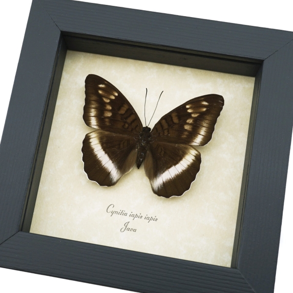 Cynitia iapis iapis Female Butterfly Horsfield's Baron Framed Taxidermy Display