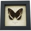 Cynitia iapis iapis Female Butterfly Horsfield's Baron Framed Taxidermy Display