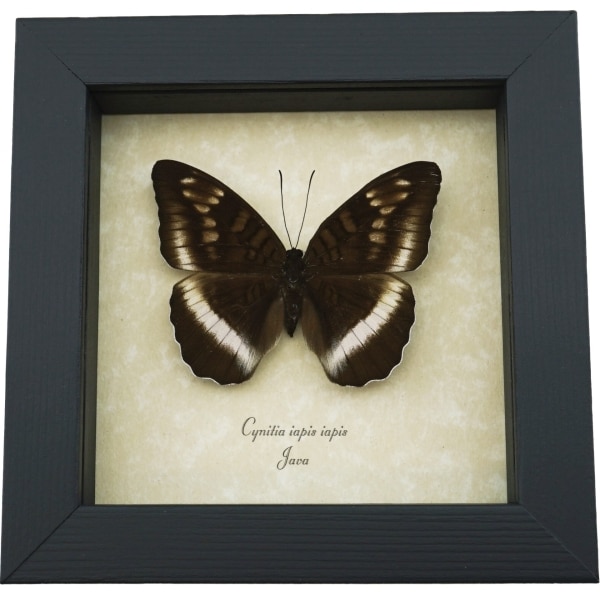 Cynitia iapis iapis Female Butterfly Horsfield's Baron Framed Taxidermy Display
