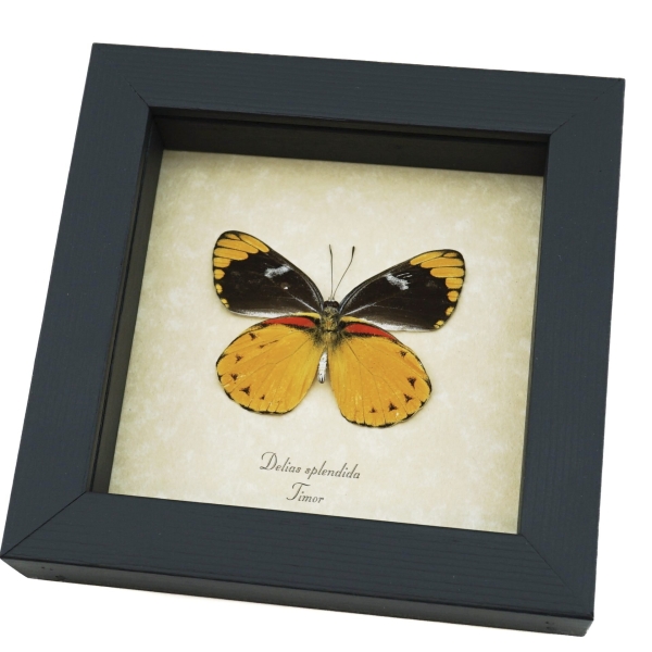 Delias splendida Framed Butterfly Vibrant Yellow Orange Taxidermy Display