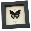 Doxocopa cyane Cyane Emperor Butterfly Framed Taxidermy Display
