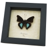 Doxocopa cyane Cyane Emperor Butterfly Framed Taxidermy Display