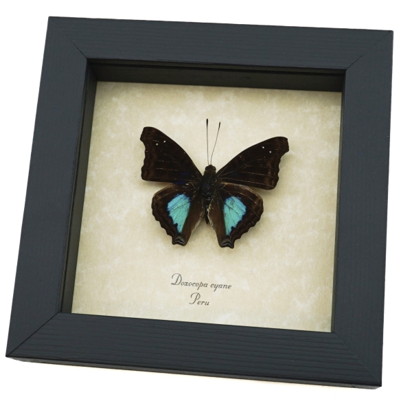 Doxocopa cyane Cyane Emperor Butterfly Framed Taxidermy Display